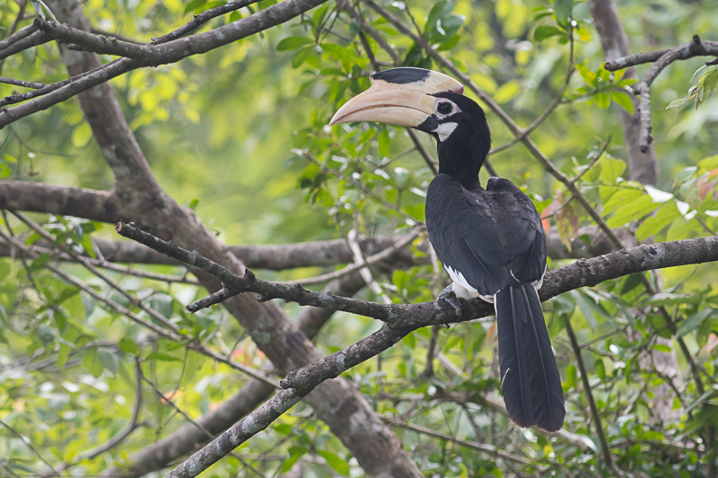 Malabarneushoornvogel